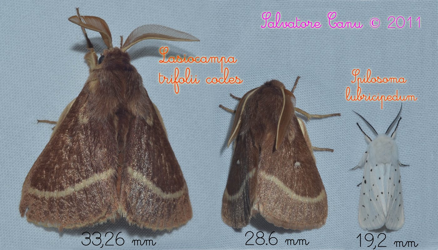 Lasiocampa trifolii cocles e Spilosoma lubricipedum